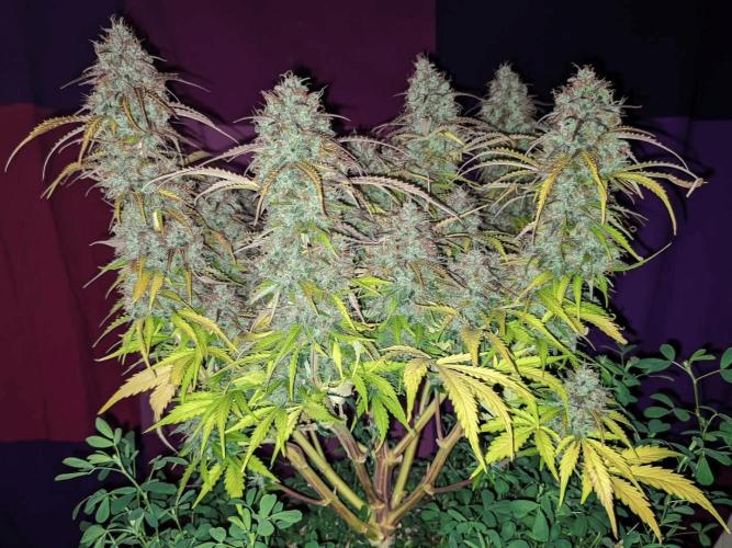 Fat Banana Auto Biobizz Coco/Light/AllMx. Week 14 - Day 90