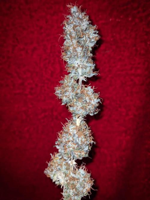 Fat Banana Auto Biobizz Coco/Light/AllMx. Week 14 - 1 April