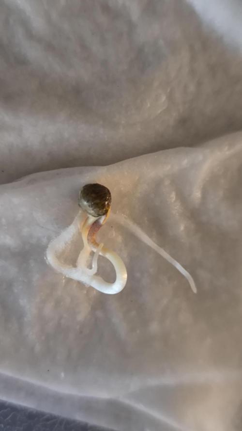 Frosty auto freak. Week 0