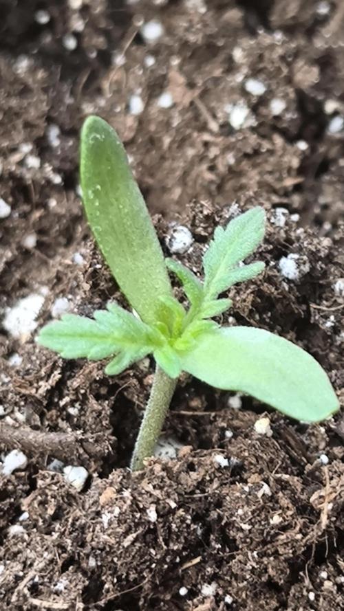 Frosty auto freak. Week 1
