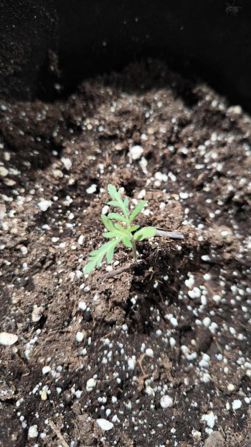 Frosty's Auto Freak. Week 2