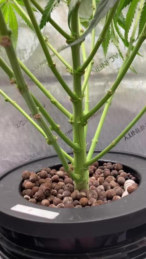 Runtz — 🏆 Eternity Grow Cup 2025 🏆