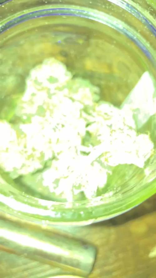 Cadillac RainbowZ - PUREMICHIGAN line - 8 Hour Photoperiod Proof of Concept