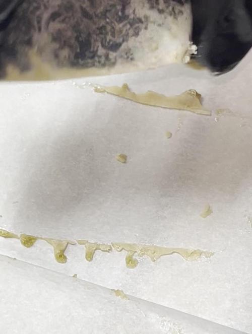 Runtz — 🏆 Eternity Grow Cup 2025 🏆