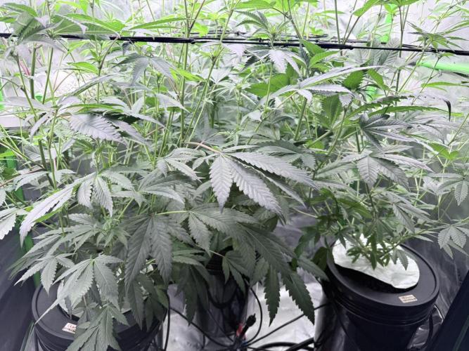 Grape Gas (Compound x Cannarado). Week 2