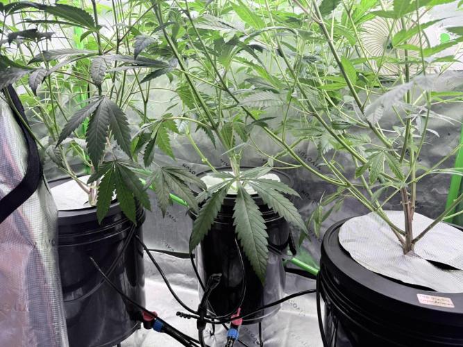 Grape Gas (Compound x Cannarado). Week 2