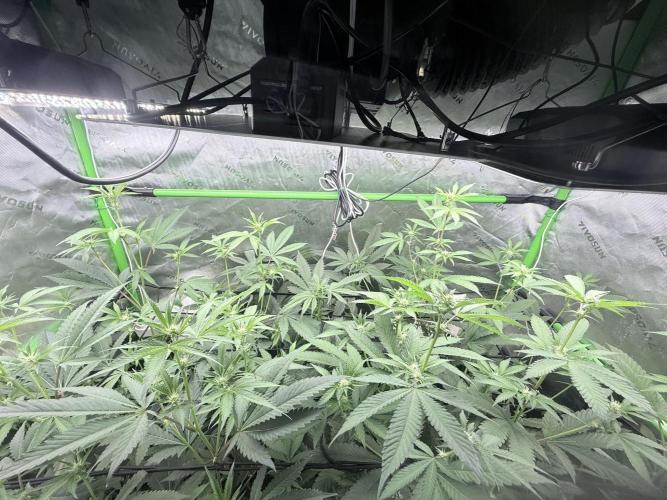 Grape Gas (Compound x Cannarado). Week 2