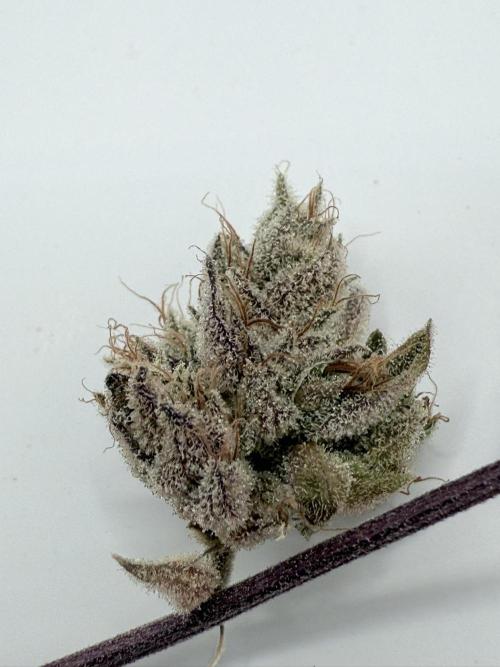 Jet Puft - The Menthol Vol. 2 - RDWC #4. Week 6