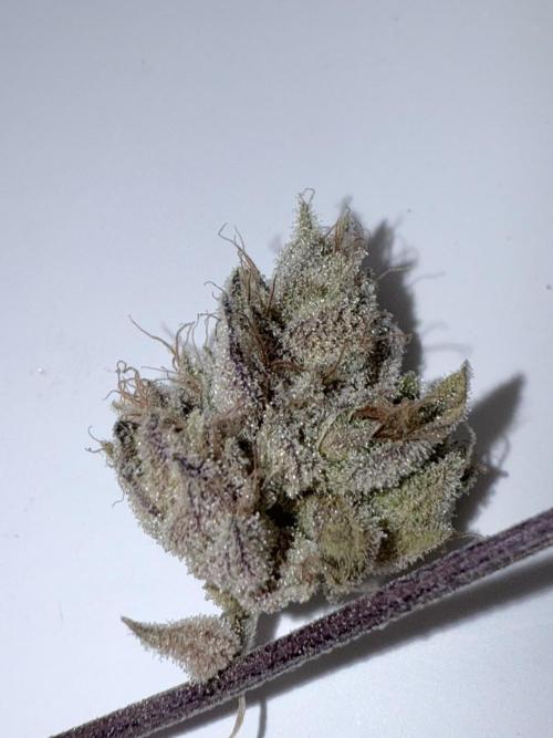 Jet Puft - The Menthol Vol. 2 - RDWC #4. Week 6