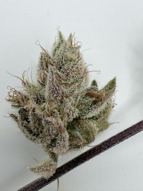 Jet Puft - The Menthol Vol. 2 - RDWC #4. Week 6