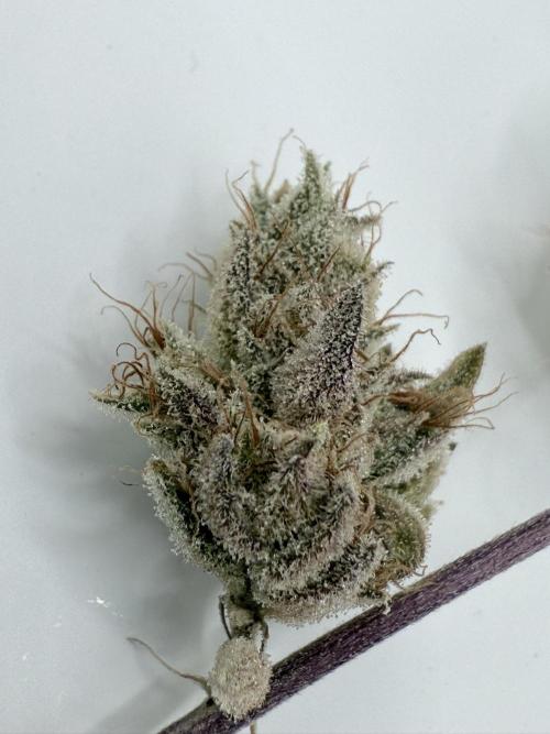 Jet Puft - The Menthol Vol. 2 - RDWC #4. Week 6