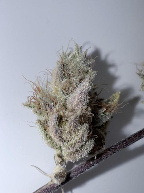 Jet Puft - The Menthol Vol. 2 - RDWC #4. Week 6