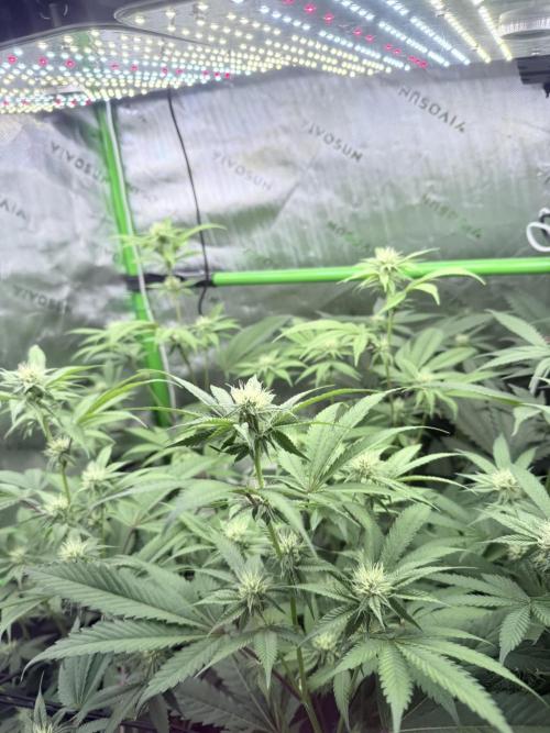 Grape Gas (Compound x Cannarado). Week 3