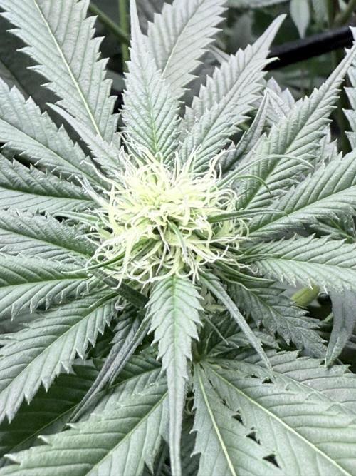 Spanish Moon S1 (Lovin' In Her Eyes). Week 3