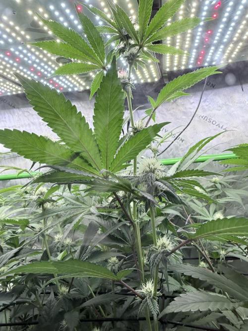 Spanish Moon S1 (Lovin' In Her Eyes). Week 3