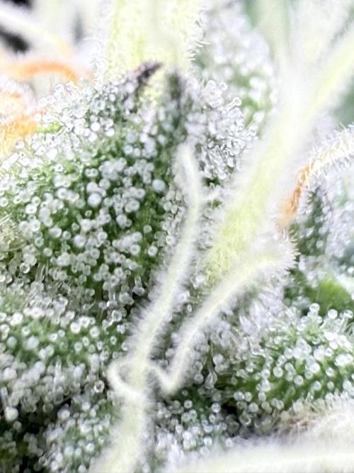 Grape Gas (Compound x Cannarado). Week 4