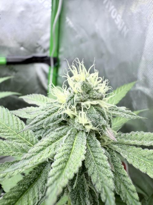 Grape Gas (Compound x Cannarado). Week 4