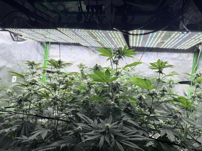 Grape Gas (Compound x Cannarado). Week 4