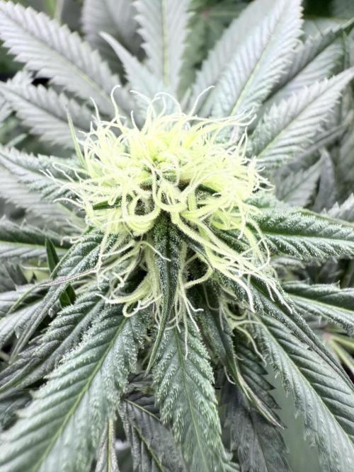 Spanish Moon S1 (Lovin' In Her Eyes). Week 4