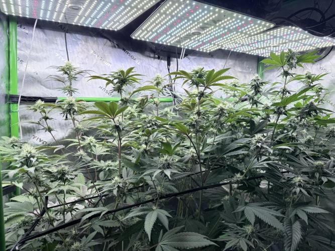 Legendary Larry (DOJA x Swamp Boys). Week 4