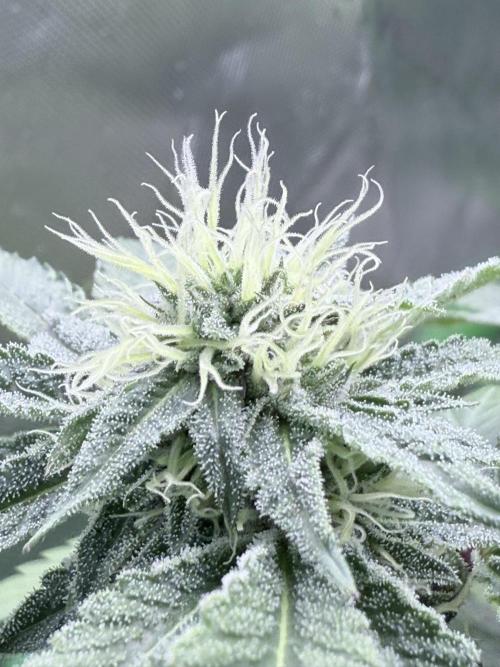 Legendary Larry (DOJA x Swamp Boys). Week 4