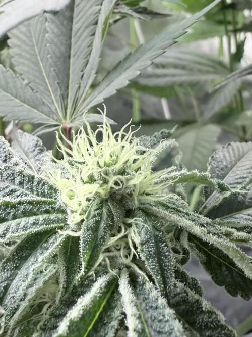 Legendary Larry (DOJA x Swamp Boys). Week 4