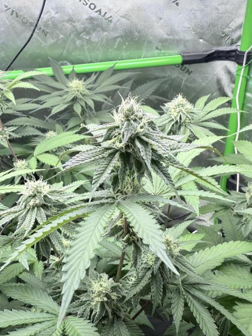 Grape Gas (Compound x Cannarado). Week 5