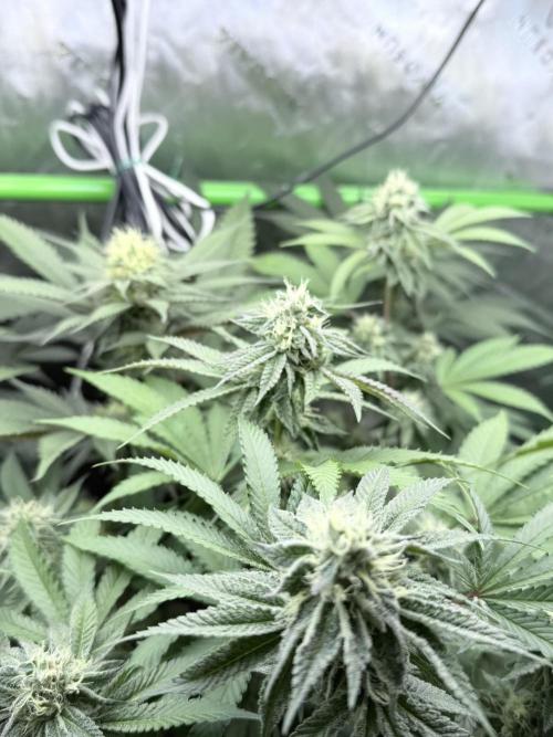 Grape Gas (Compound x Cannarado). Week 5