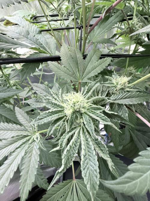 Grape Gas (Compound x Cannarado). Week 5 - Legendary Larry