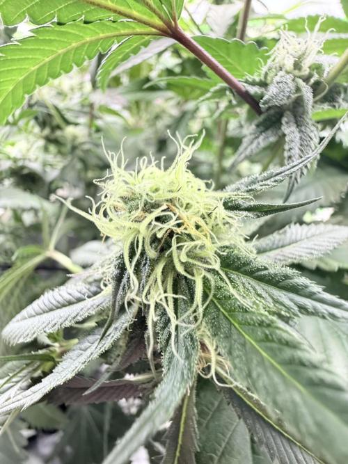 Grape Gas (Compound x Cannarado). Week 5 - Spanish Moon S1