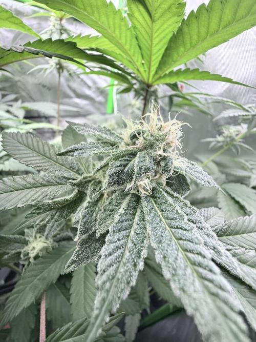 Grape Gas (Compound x Cannarado). Week 5 - Grape Gas