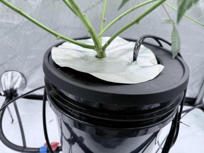 Grape Gas (Compound x Cannarado) #2. Week 1