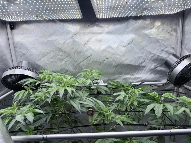 Grape Gas (Compound x Cannarado) #2. Week 1