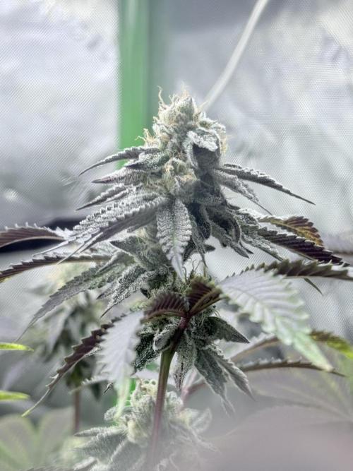 Grape Gas (Compound x Cannarado) #2. Week 1 - her in the other tent