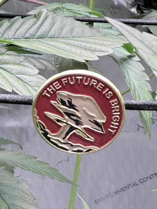 Grape Gas (Compound x Cannarado) #2. Week 1