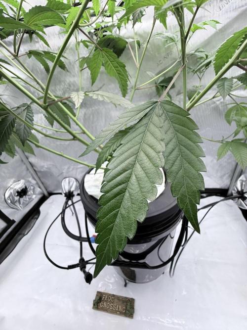 Grape Gas (Compound x Cannarado) #2. Week 1