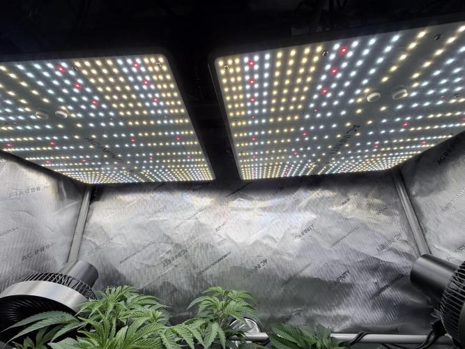 Grape Gas (Compound x Cannarado) #2. Week 1