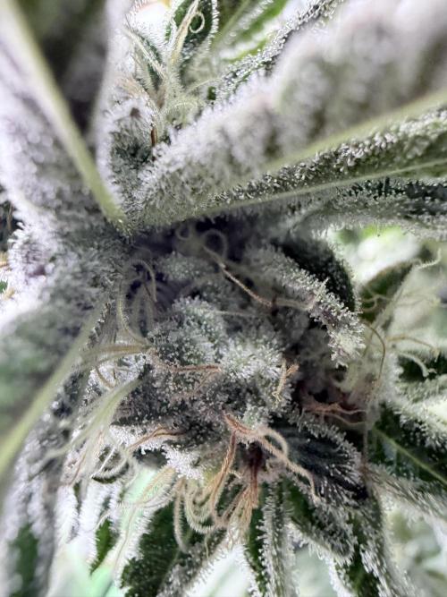 Grape Gas (Compound x Cannarado). Week 6