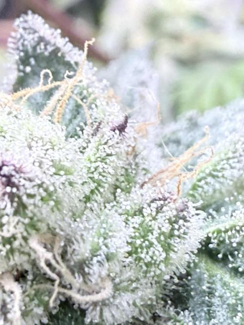 Grape Gas (Compound x Cannarado). Week 6