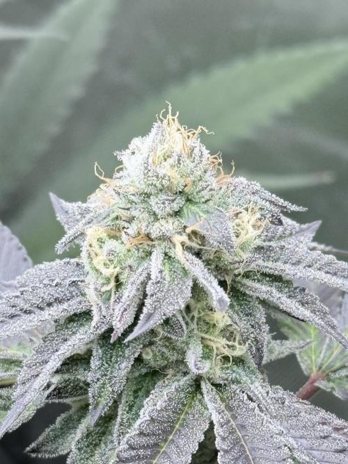 Grape Gas (Compound x Cannarado). Week 6