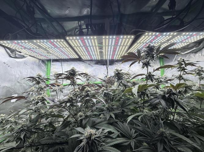 Grape Gas (Compound x Cannarado). Week 6