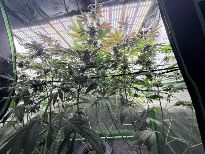 Grape Gas (Compound x Cannarado). Week 6