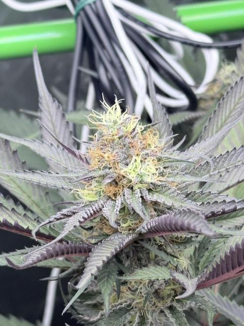 Spanish Moon S1 (Lovin' In Her Eyes). Week 6