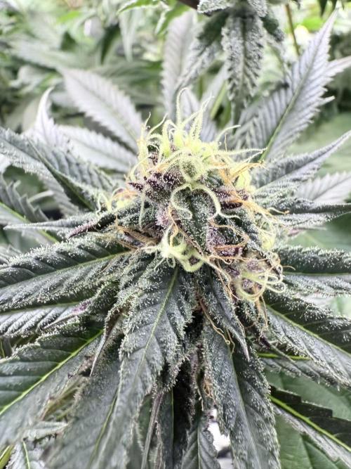 Spanish Moon S1 (Lovin' In Her Eyes). Week 6