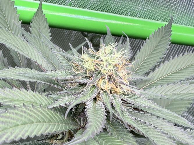 Spanish Moon S1 (Lovin' In Her Eyes). Week 6