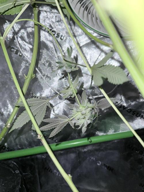 Grape Gas (Compound x Cannarado). Week 7