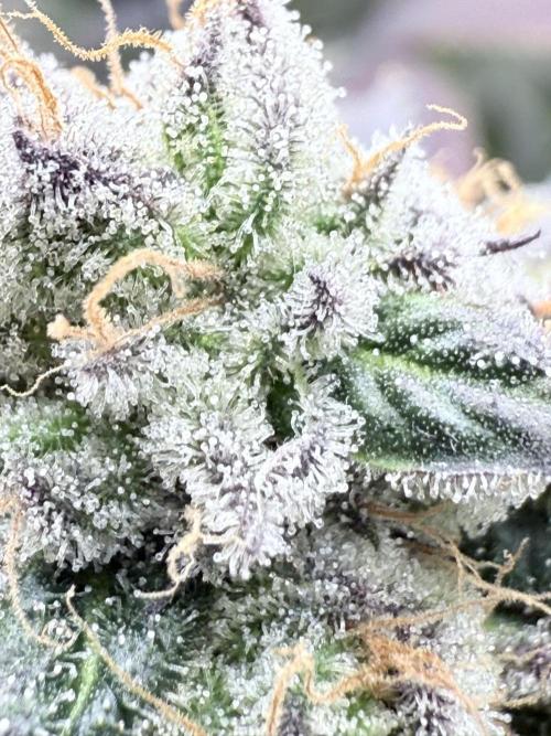 Grape Gas (Compound x Cannarado). Week 7