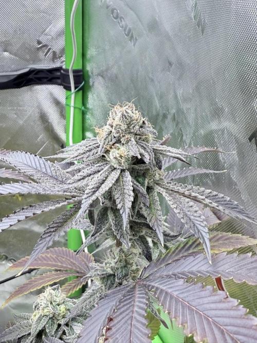 Grape Gas (Compound x Cannarado). Week 7