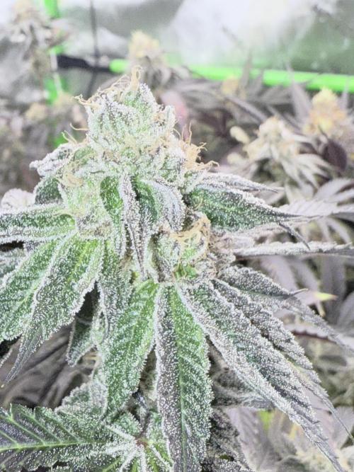 Grape Gas (Compound x Cannarado). Week 7