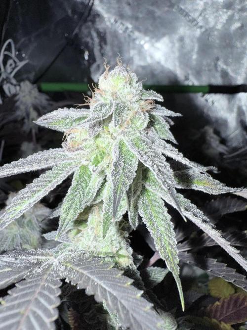 Grape Gas (Compound x Cannarado). Week 7